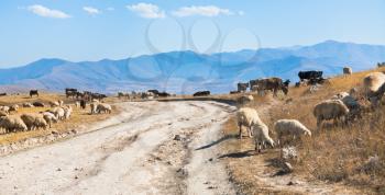 panorama with country road and flock of sheep grazing on roadside in Armenian mountain in autumn day