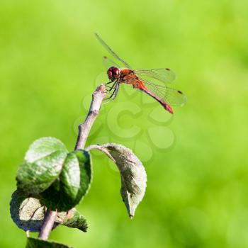 red dragonfly on tree branch in summer day