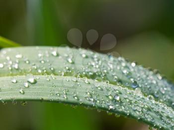 morning dew on green leaf of carex grass macro shot