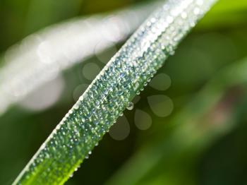 morning dew on green leaf of carex grass close up