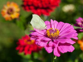 butterfly female imago Brimstone eating pollen on pink Zinnia flower close up