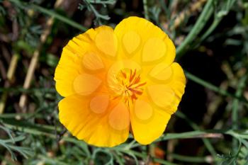 yellow Eschscholzia flower close up