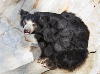 indian sloth bear outdoors in summer day