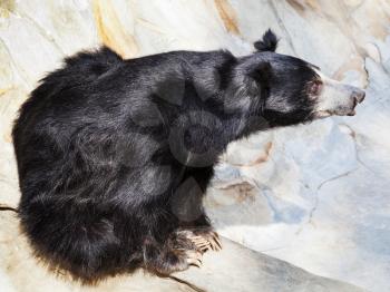 sitting sloth bear outdoors in summer day