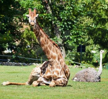 giraffe and ostrich lying on green lawn in summer day