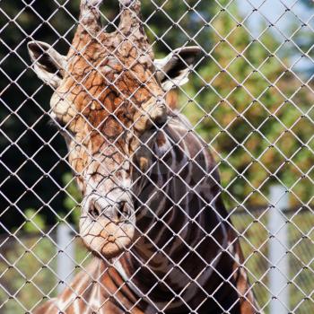giraffe behind grid of open-air cage close up in summer day