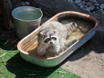 common raccoon in trough of water outdoors