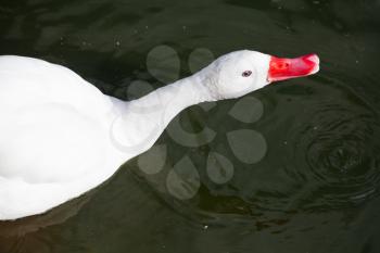 white coscoroba swan close up outdoors