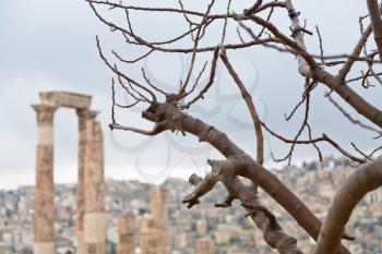 naked tree and Temple of Hercules in antique citadel in Amman, Jordan