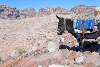 bedouin donkey in stone dessert of Petra, Jordan