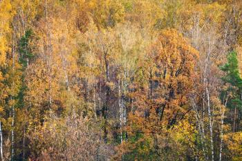texture from colorful fall forest