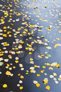 many falled leaves on wet asphalt road in autumn day