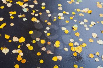 yellow falled leaves on wet black asphalt in autumn day