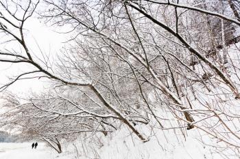 snowbound trees on hillside at winter