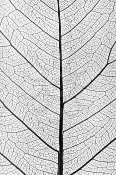 background from tree leaf close up
