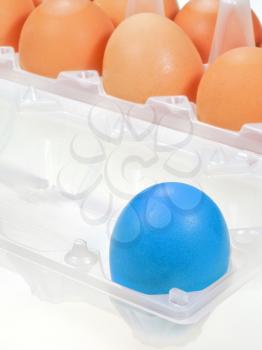 one separate blue chicken egg against several brown eggs