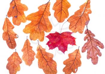 red dried autumn maple leaf surrounded by oak leaves isolated on white background