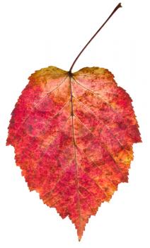 autumn red aspen leaf isolated on white background