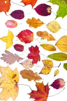 many deciduous autumn leaves isolated on white background