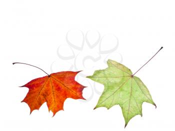 two autumn red and green maple leaves isolated on white background
