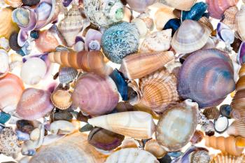 background from many empty dry sea shells