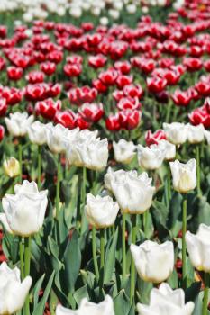 meadow of red and white decorative tulip flowers