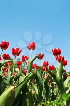 bottom view of many red tulips on flowerbed on blue sky background