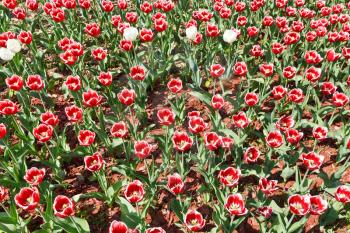 plantation of red and white ornamental tulip flowers
