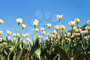 bottom view of white decorative tulips on flower field on blue sky background