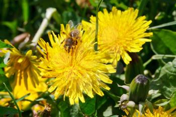 bee gathering pollen from yellow dandelion flower close up on summer meadow