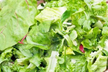 green leaves in fresh italian lettuce appetizer close up