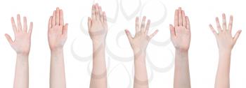 set of female hands with five fingers gesture isolated on white background
