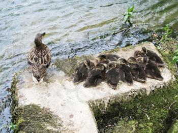 wild duck with ducklings on lakeside