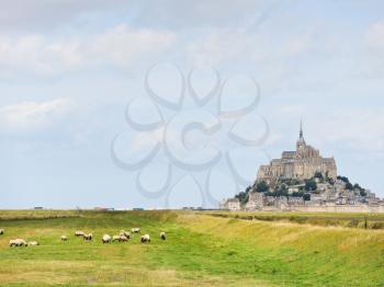 sheep grazingnear mont saint-michel abbey, Normandy, France