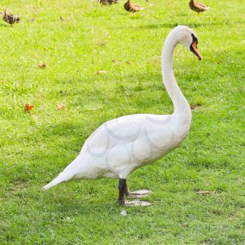 white mute swan on green meadow in summer