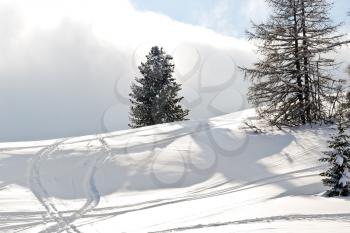 ski run around fir tree on snow mountain in Val Gardena, Dolomites, Italy