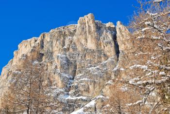 bare tree and rock in Dolomites mountain in Val Gardena, Italy