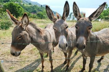 three donkey on italian farm in summer day