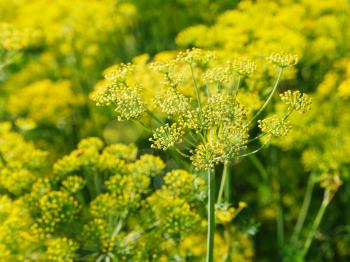 blossoming yellow dill herbs in garden in summer day