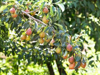 branch with ripe pear fruits on tree in garden in summer day