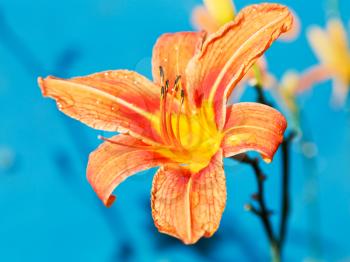 orange flower of lily close up outdoors with blue background