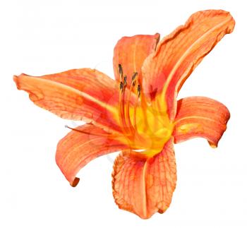 orange flower of daylily close up isolated on white background