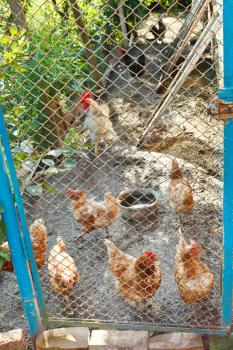 cock and hens on poultry yard in summer day