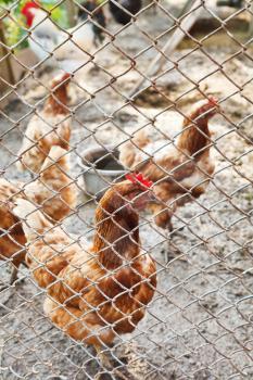 farm chickens on poultry yard in summer day