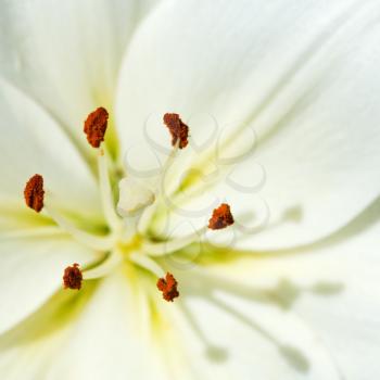 stamen and pistil of white flower Lilium candidum (Madonna Lily) close up