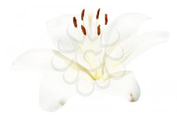 white bloom Lilium candidum (Madonna Lily) isolated on white background