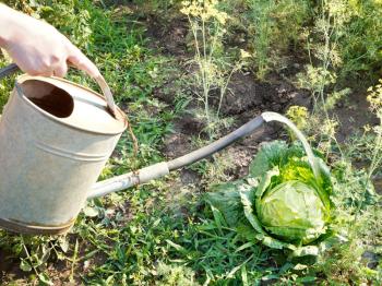 hand with handshower watering kale in garden in summer day
