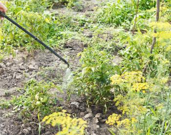 spraying of insecticide on country garden in summer
