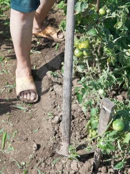 weeding weed in garden by hoe in summer day