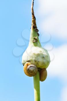 snails on garlic bulbil with blue sky background